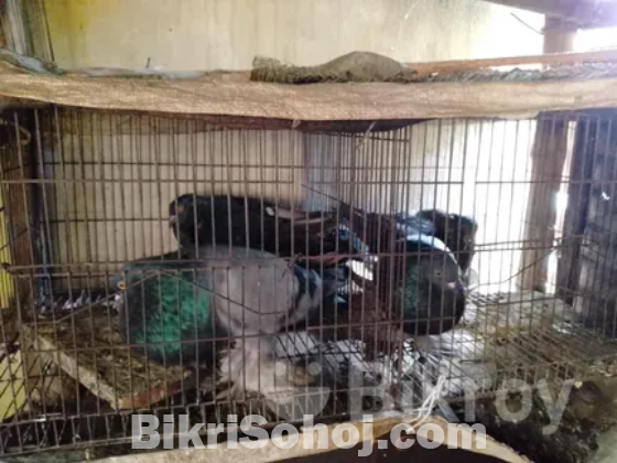 পুটার রানিং কবুতর বিক্রয় হবে